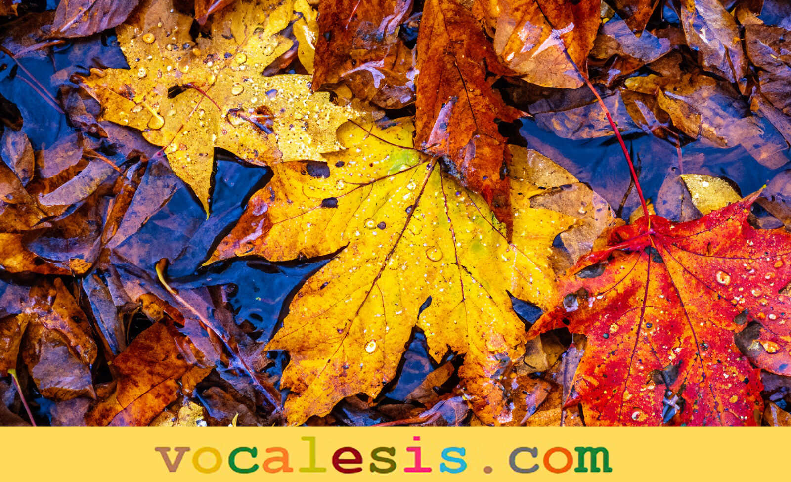 Fall-Leaves-Stream-Vocalesis-Interpreting