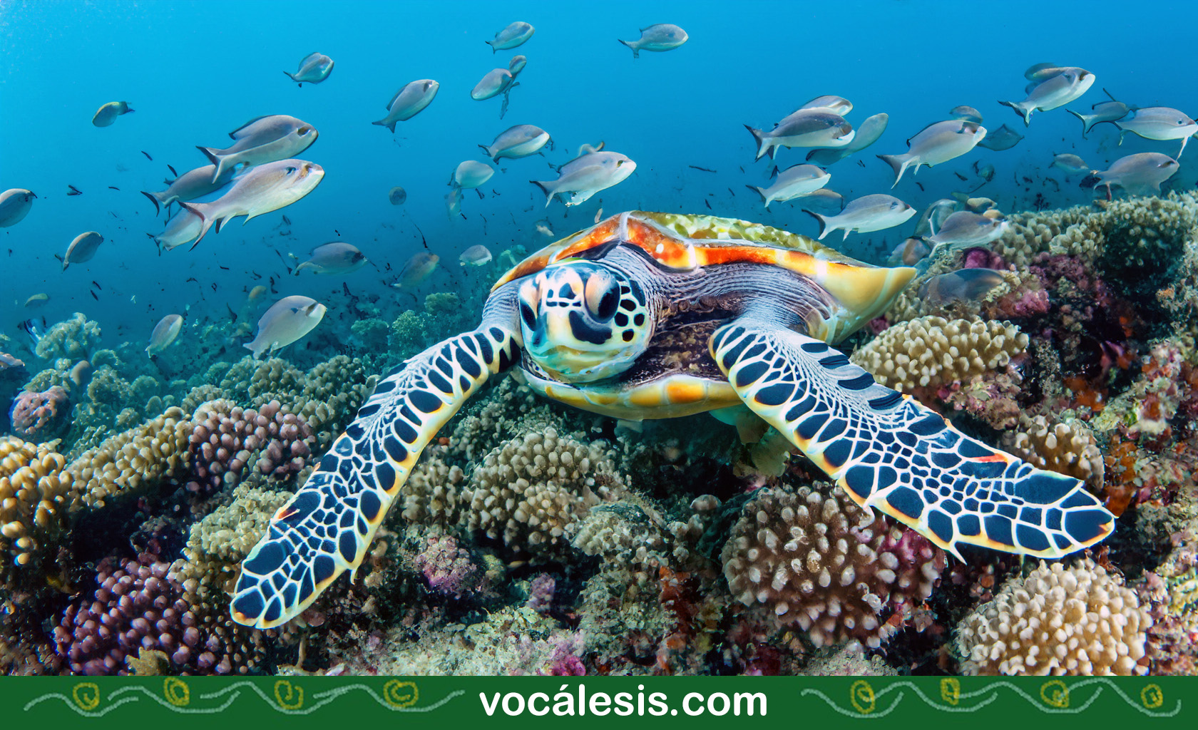 Sea-Turtle-AI-Vocalesis-Interpreters