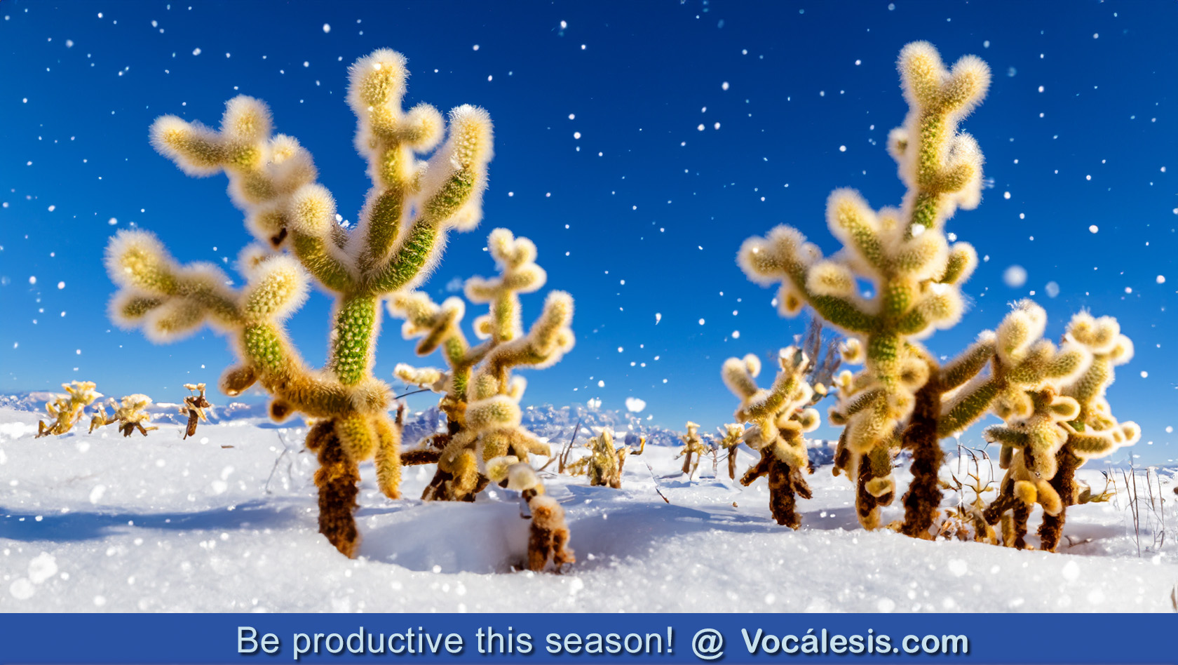 be productive this season at Vocalesis Traductores