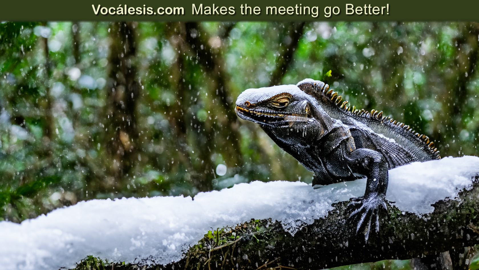 Vocalesis Interpreters makes the meeting go better