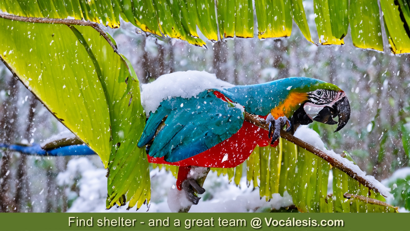 Find shelter - and a great team at Vocalesis Interpreters