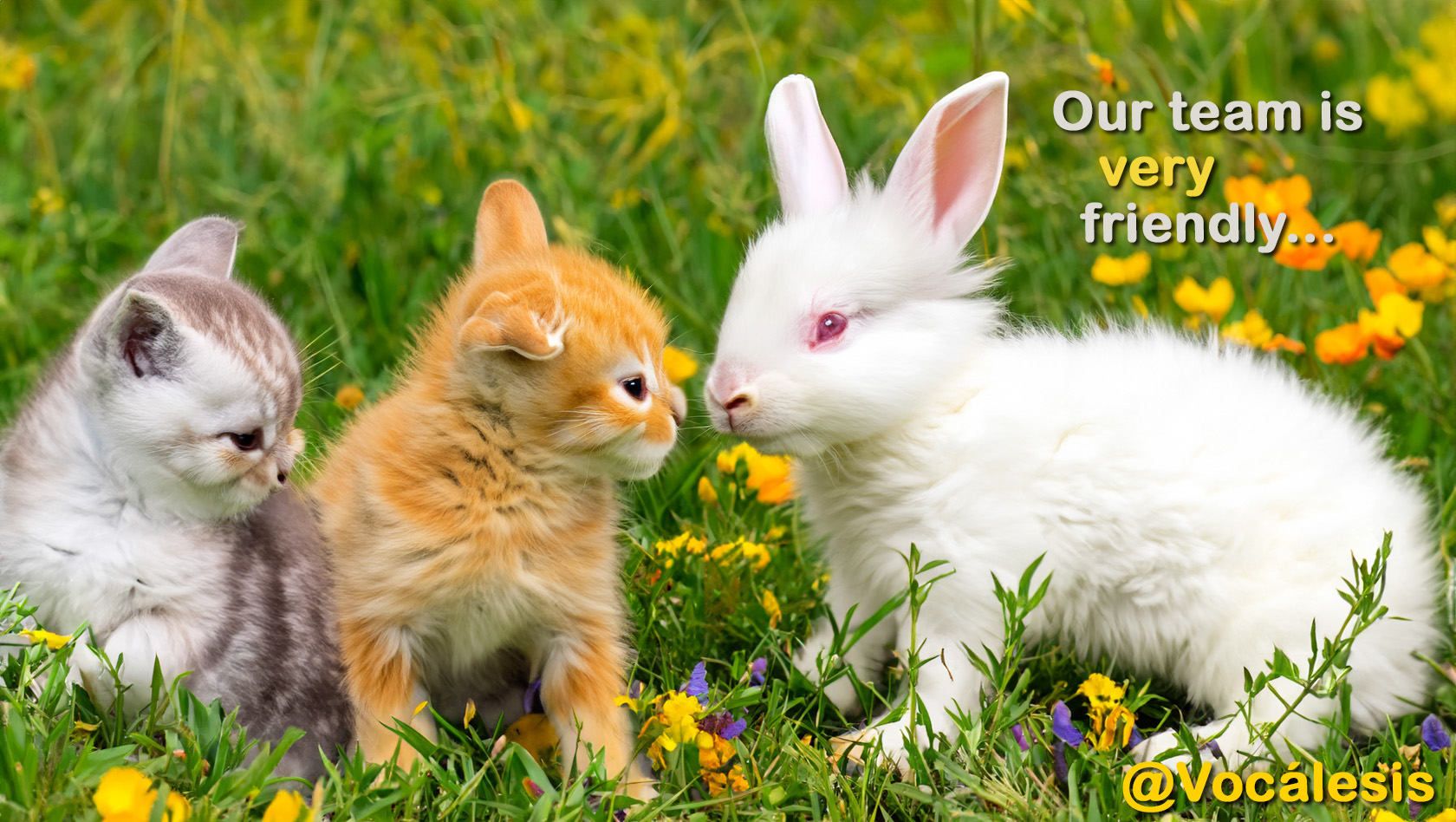 SPRING AI Vocalesis Traductores - our friendly team