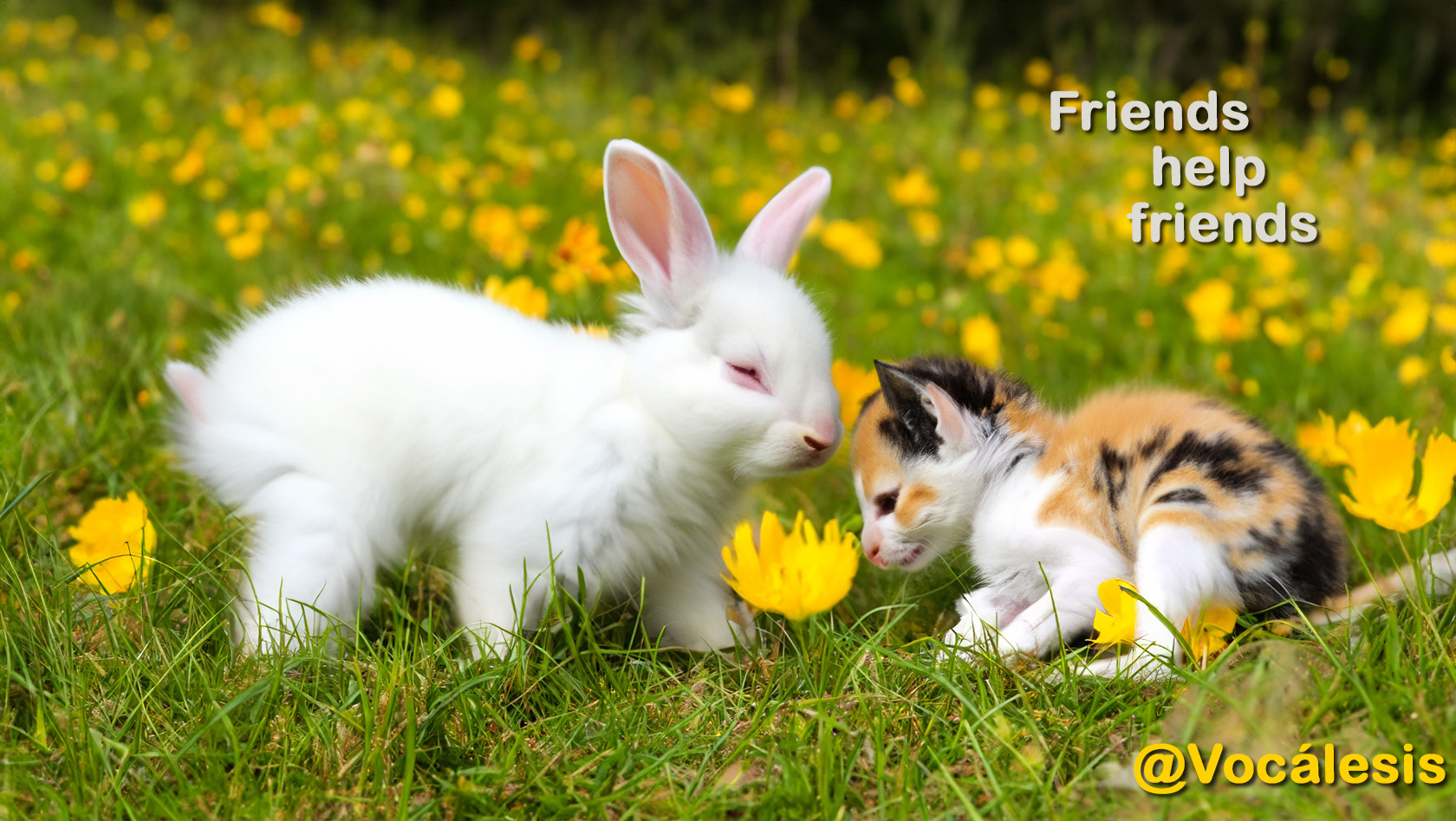 SPRING AI Vocalesis Traductores - friends help friends