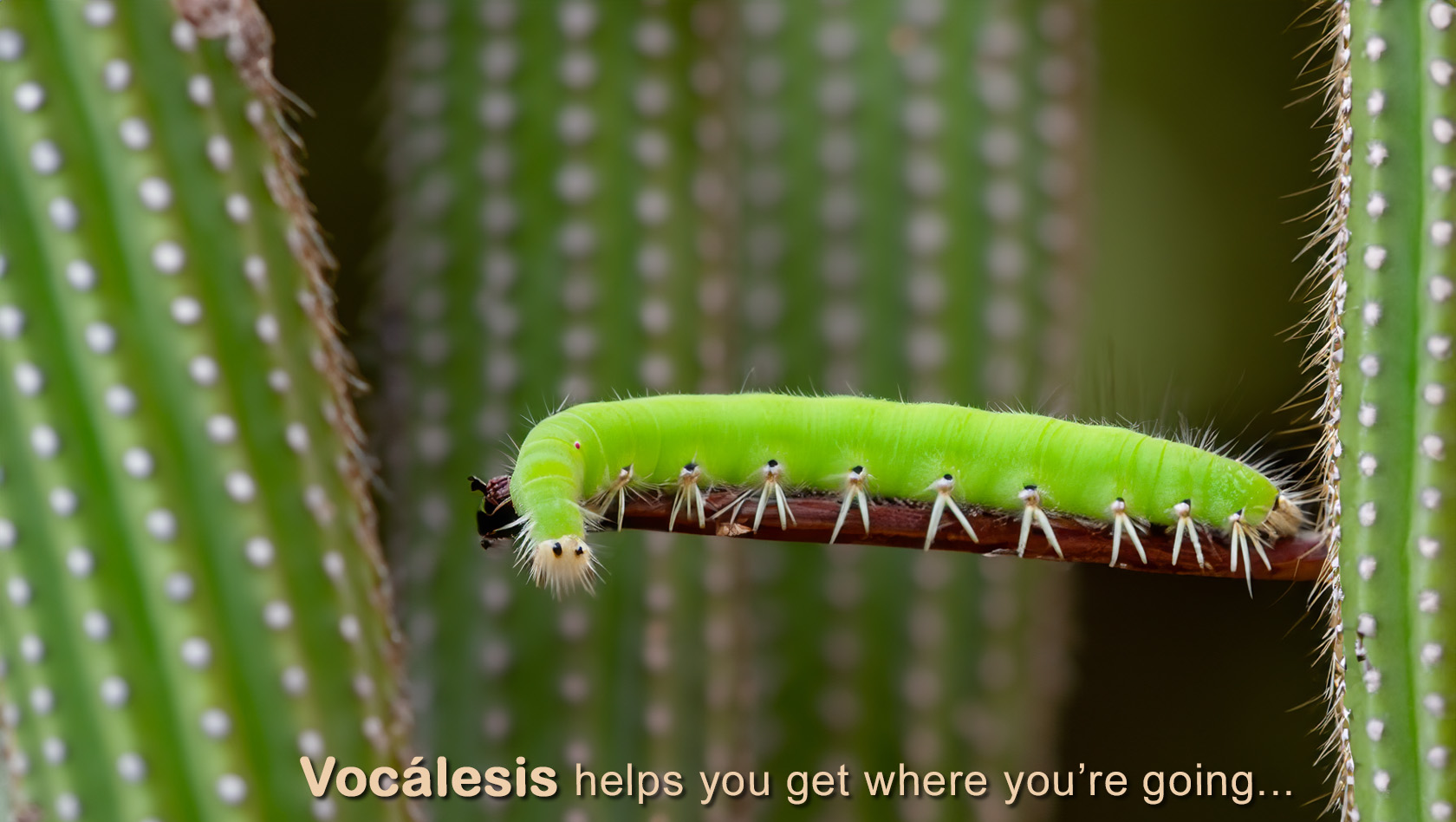 SPRING AI Vocalesis Traductores get where you're going