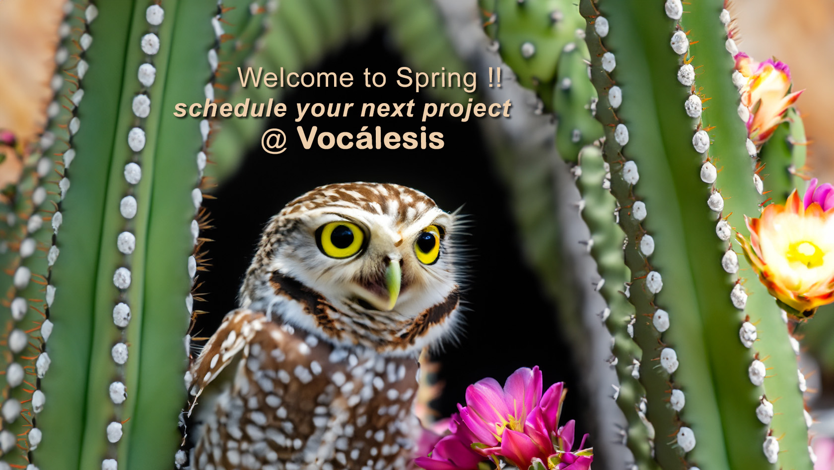 SPRING AI Vocalesis Traductores for your next project