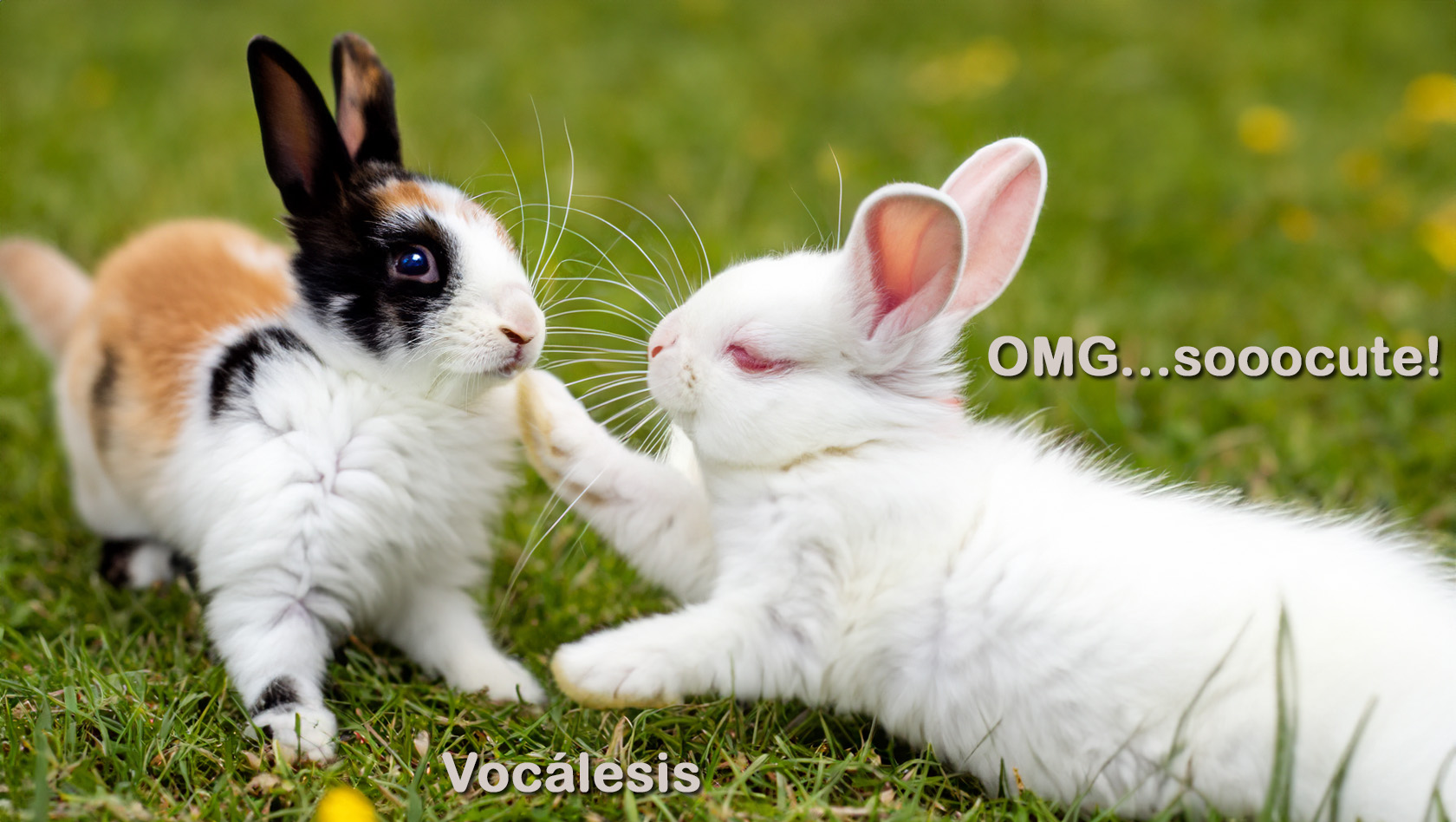 SPRING AI Vocalesis Traductores Cute Files