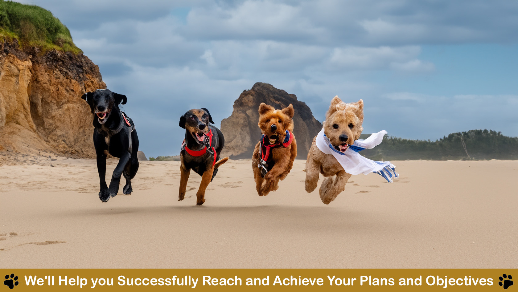 Vocalesis Interpreters Summer AI beach dogs running