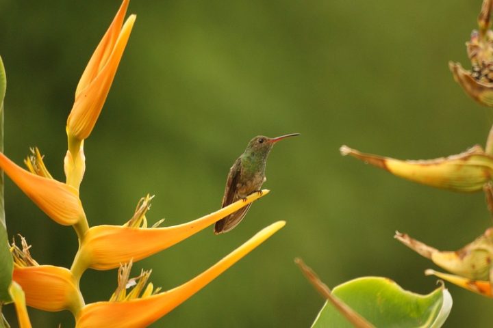 c10-cali-colombia_birds_pixabay