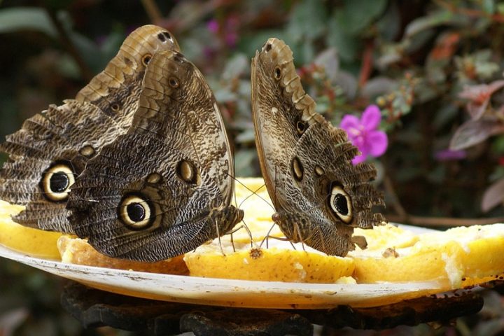 c15-cali-colombia_butterflies_pixabay