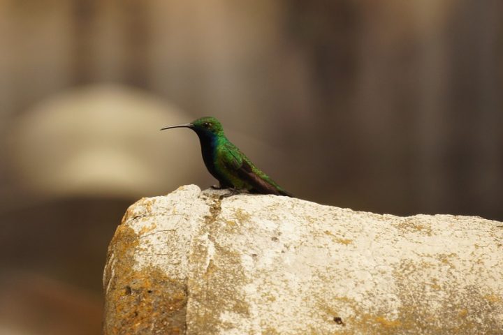 c16-cali-colombia_birds_pixabay