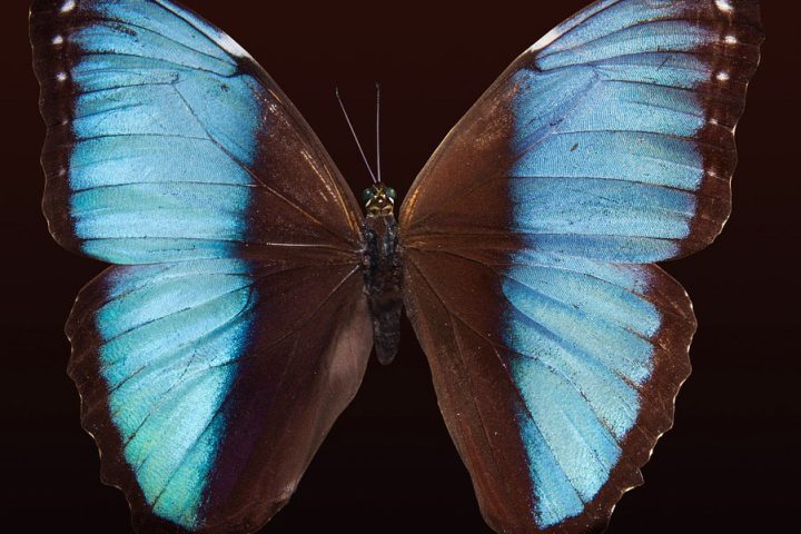c18-cali-colombia_butterfly_pixabay