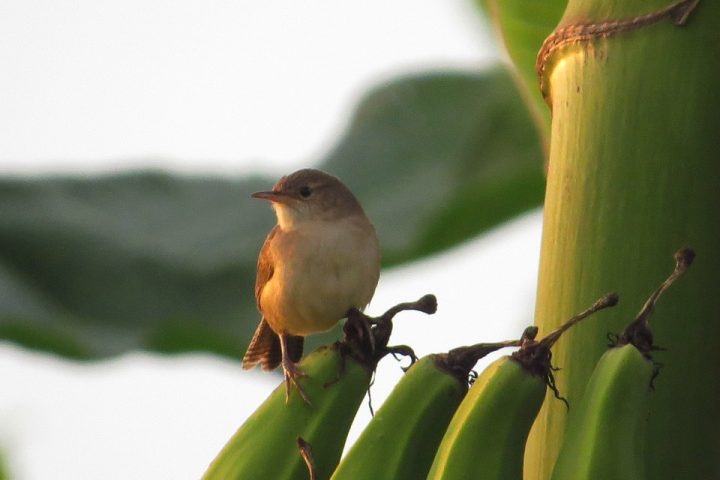 c19-cali-colombia_nature_pixabay