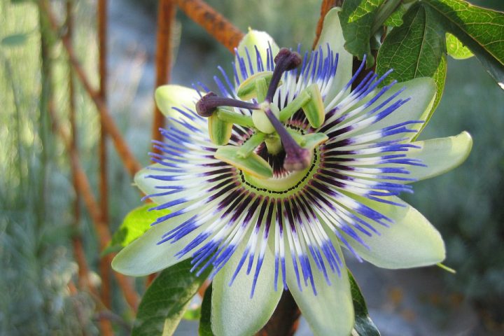 ca003-cartagena-passion-flower_pixabay