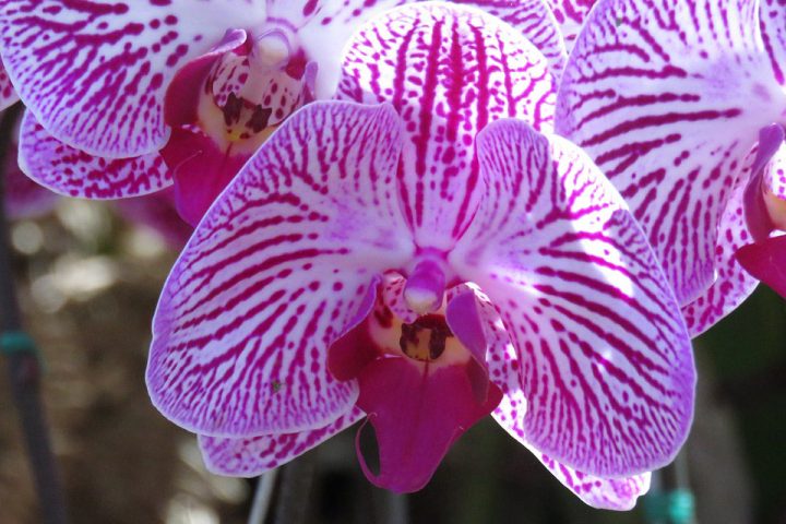 ca014-cartagena-purple_orchid_pixabay