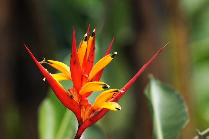ca017-cartagena-colombia_nature_pixabay