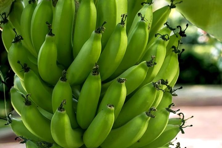 ca020-cartagena-bananas_pixabay